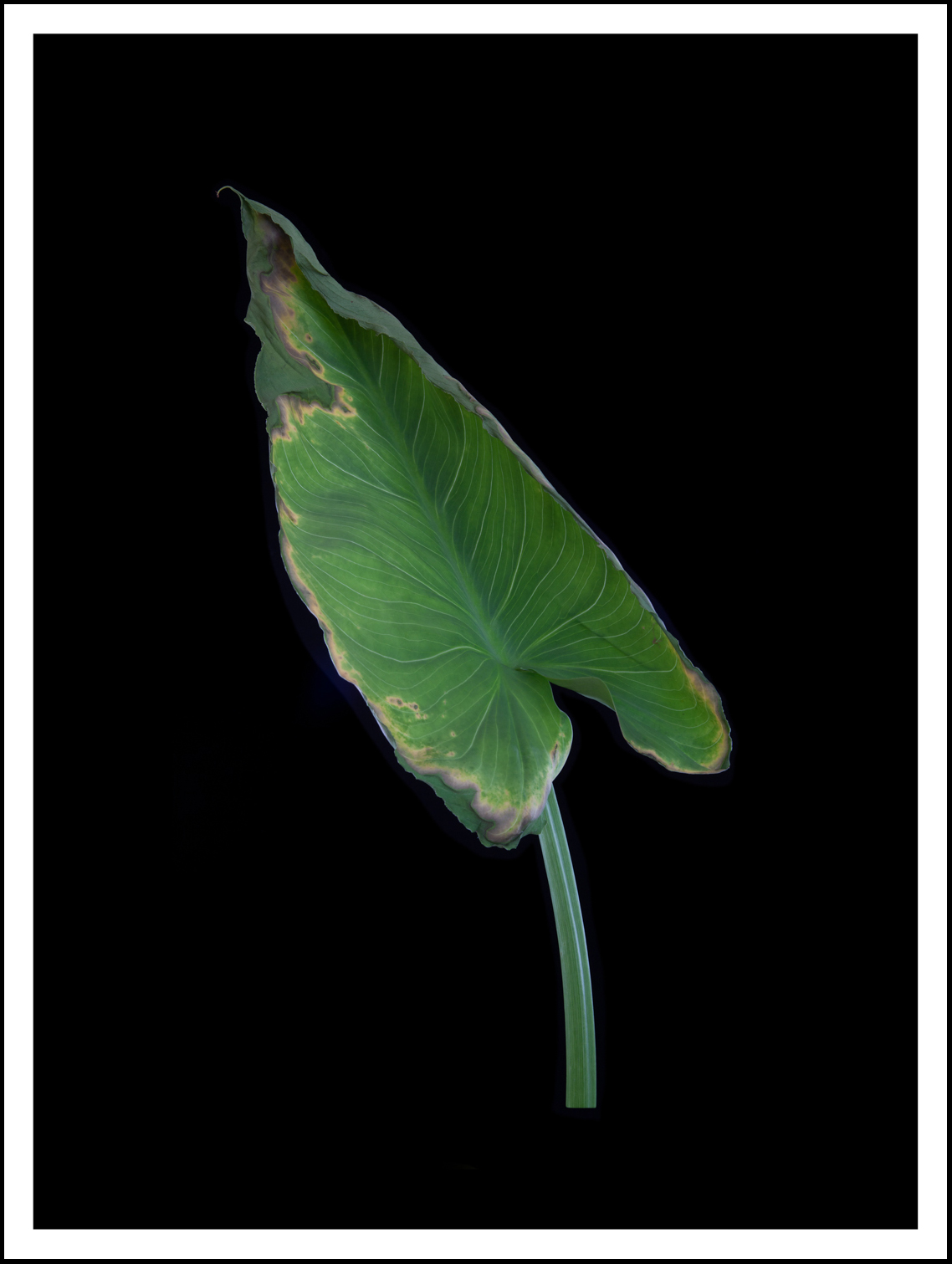 Wild Arum Leaf   (1261)