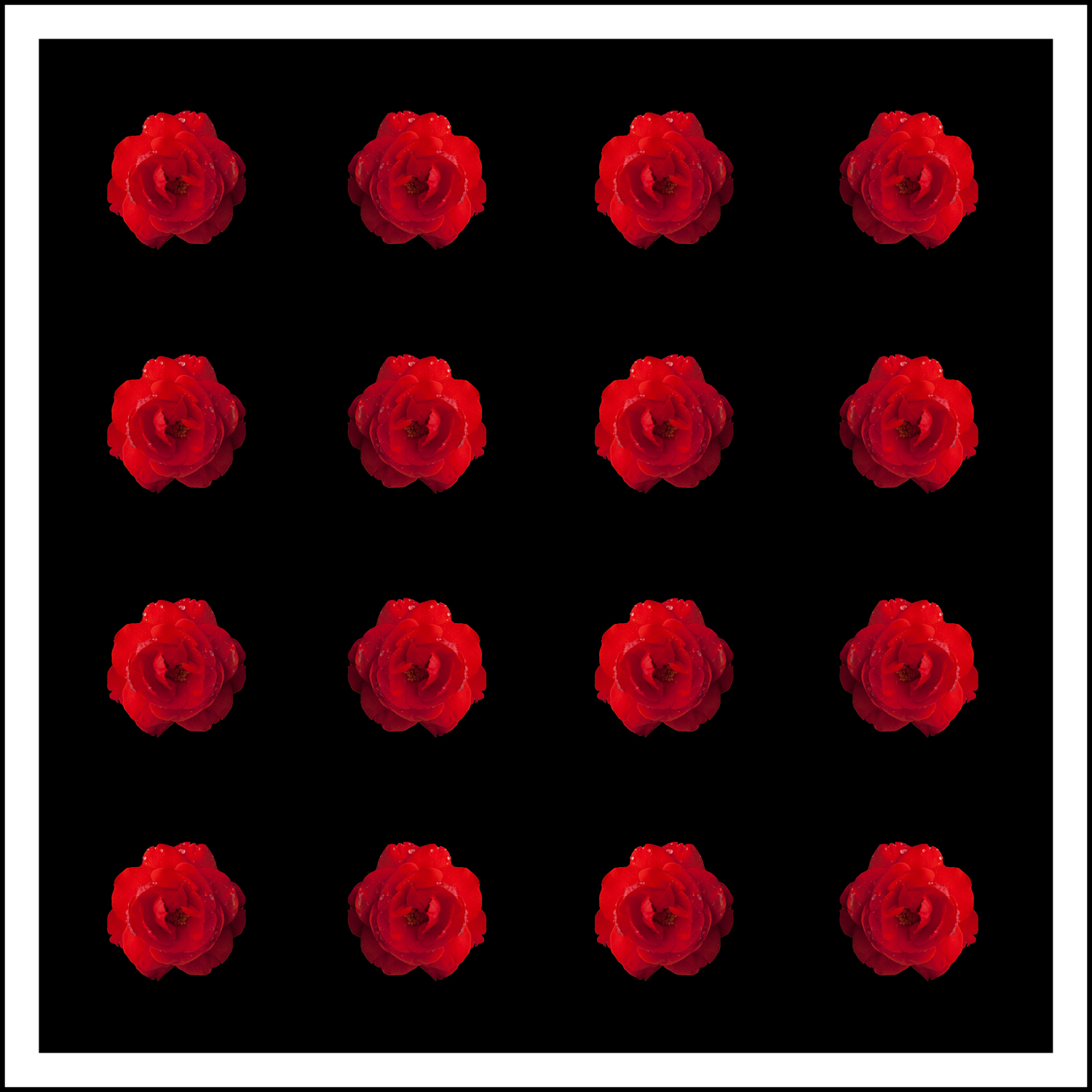 21_Roses_Multible_22