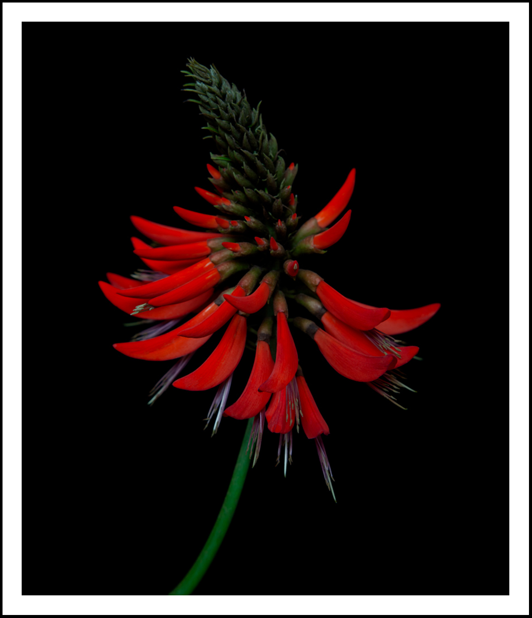 Erythrina Flame  (i)     (0072)