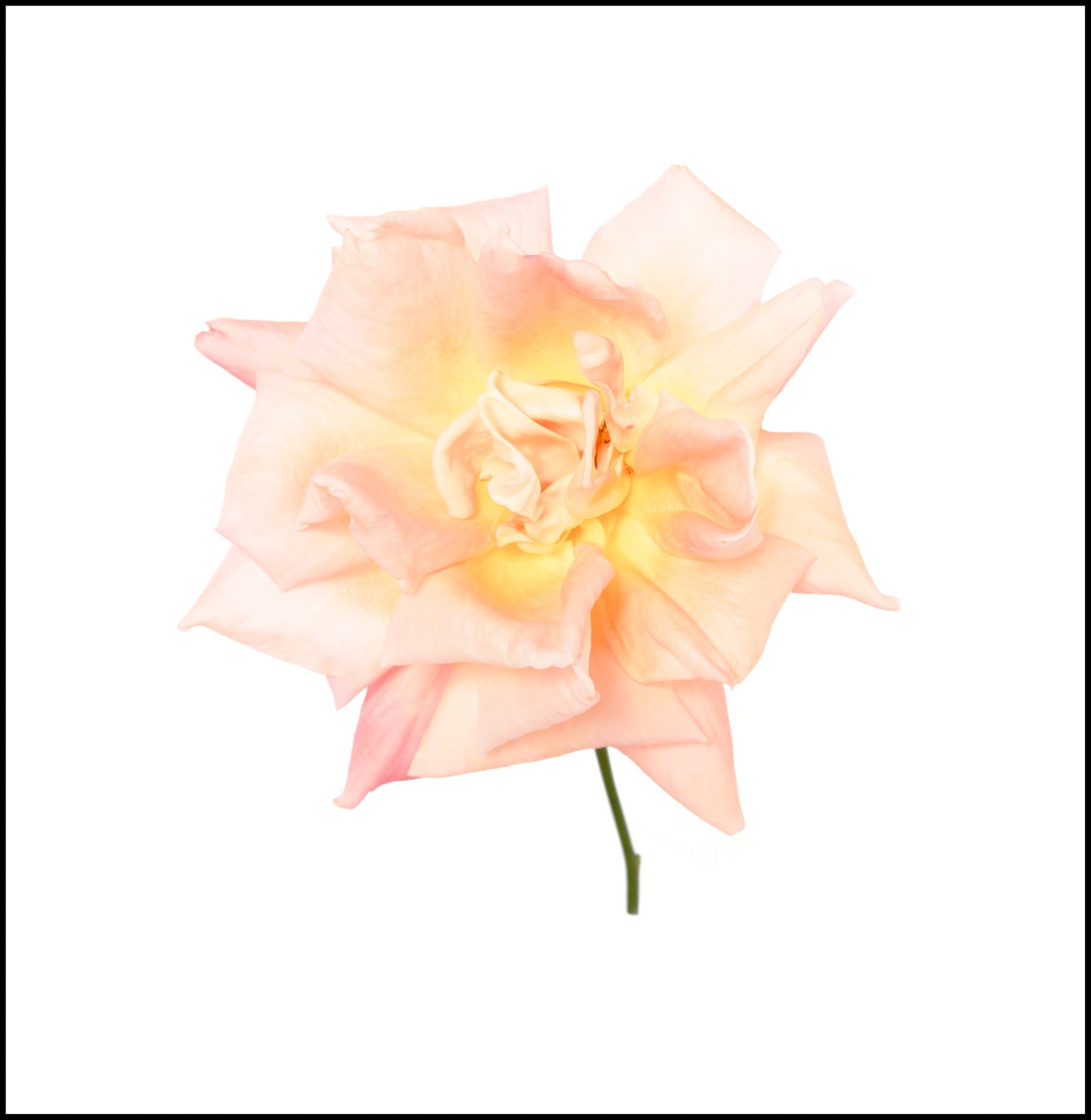 Floribunda  Rose (Two)   (0137)