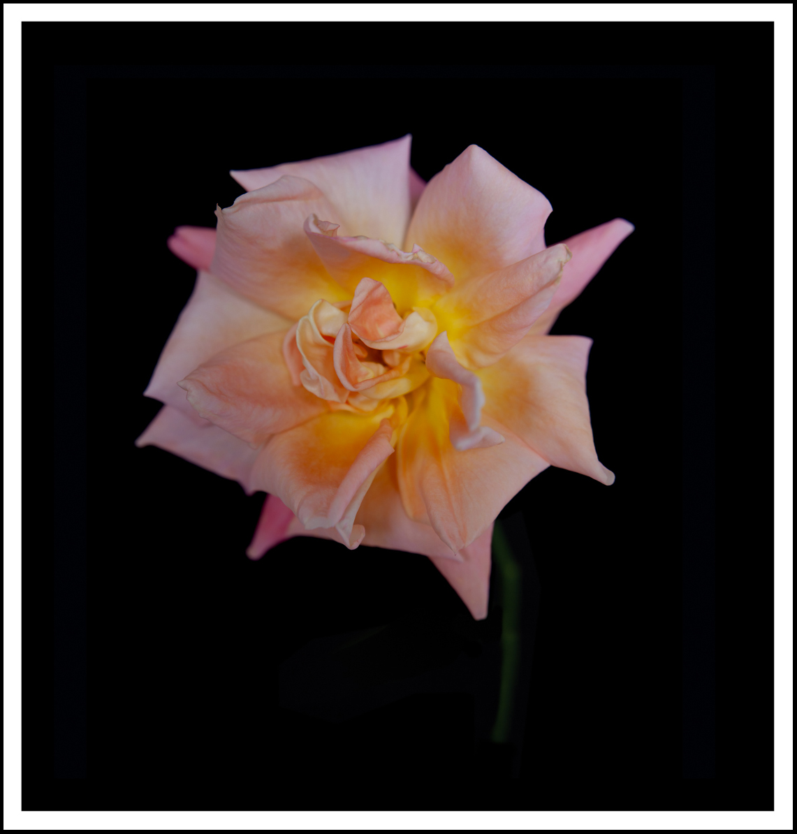 Floating Floribunda  Rose (ii)   (0169)