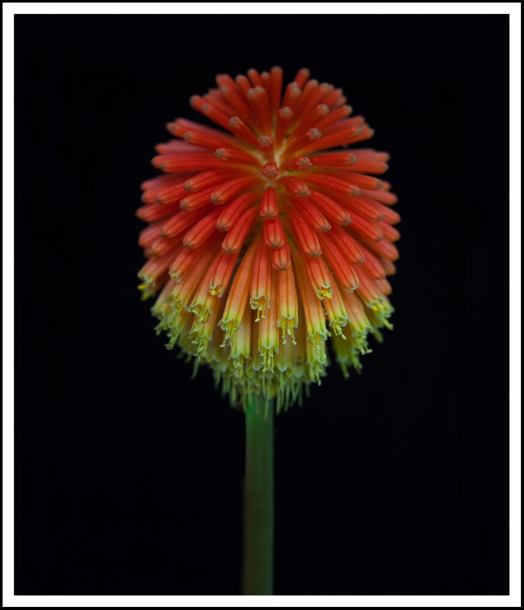 Torch Lily  (0237)