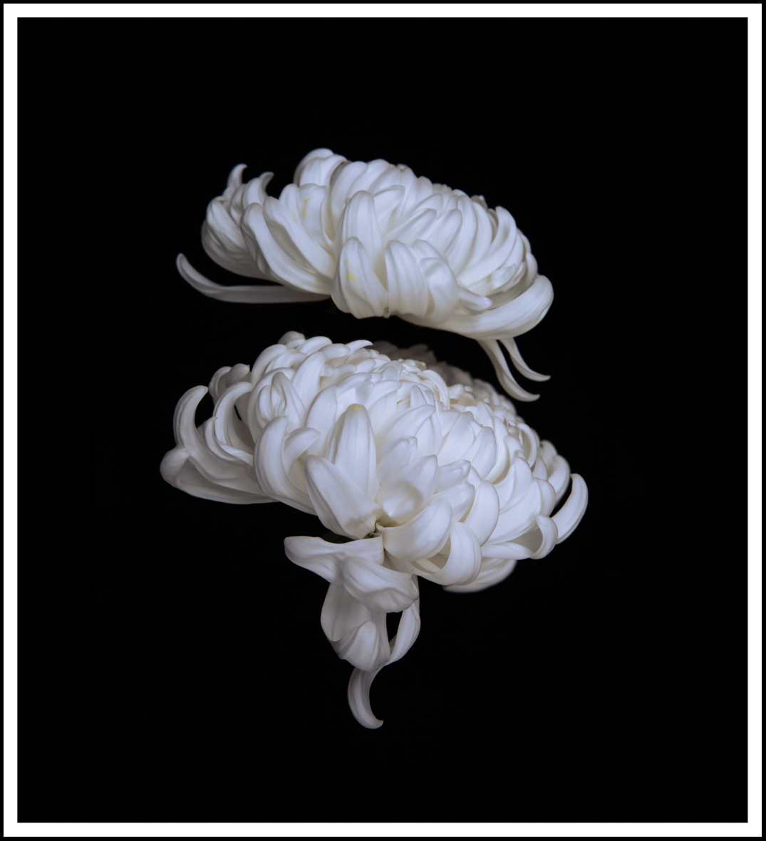 Dramatic White Chrysanthemum   (0463)