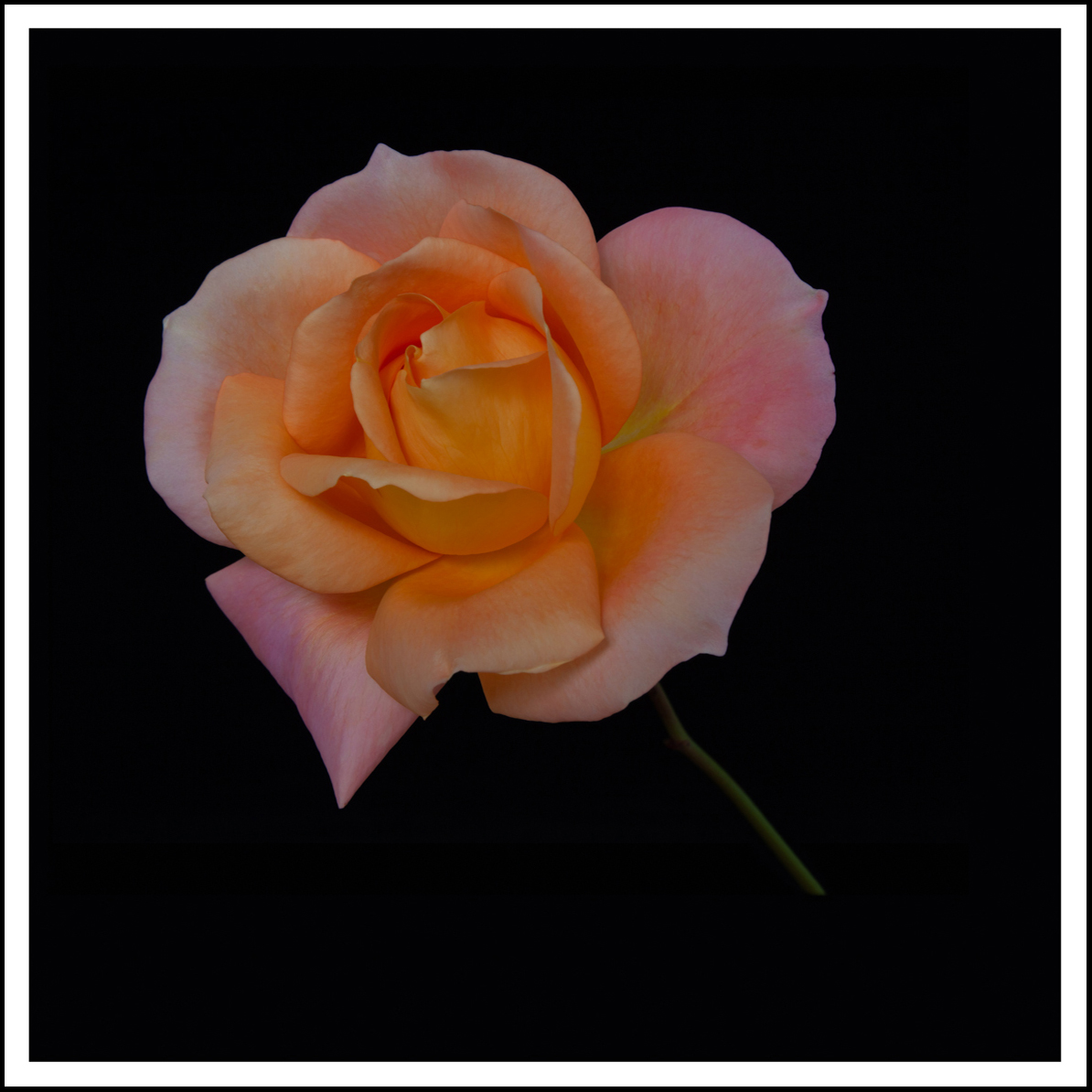 Harquanne Rose Floating   (0794)