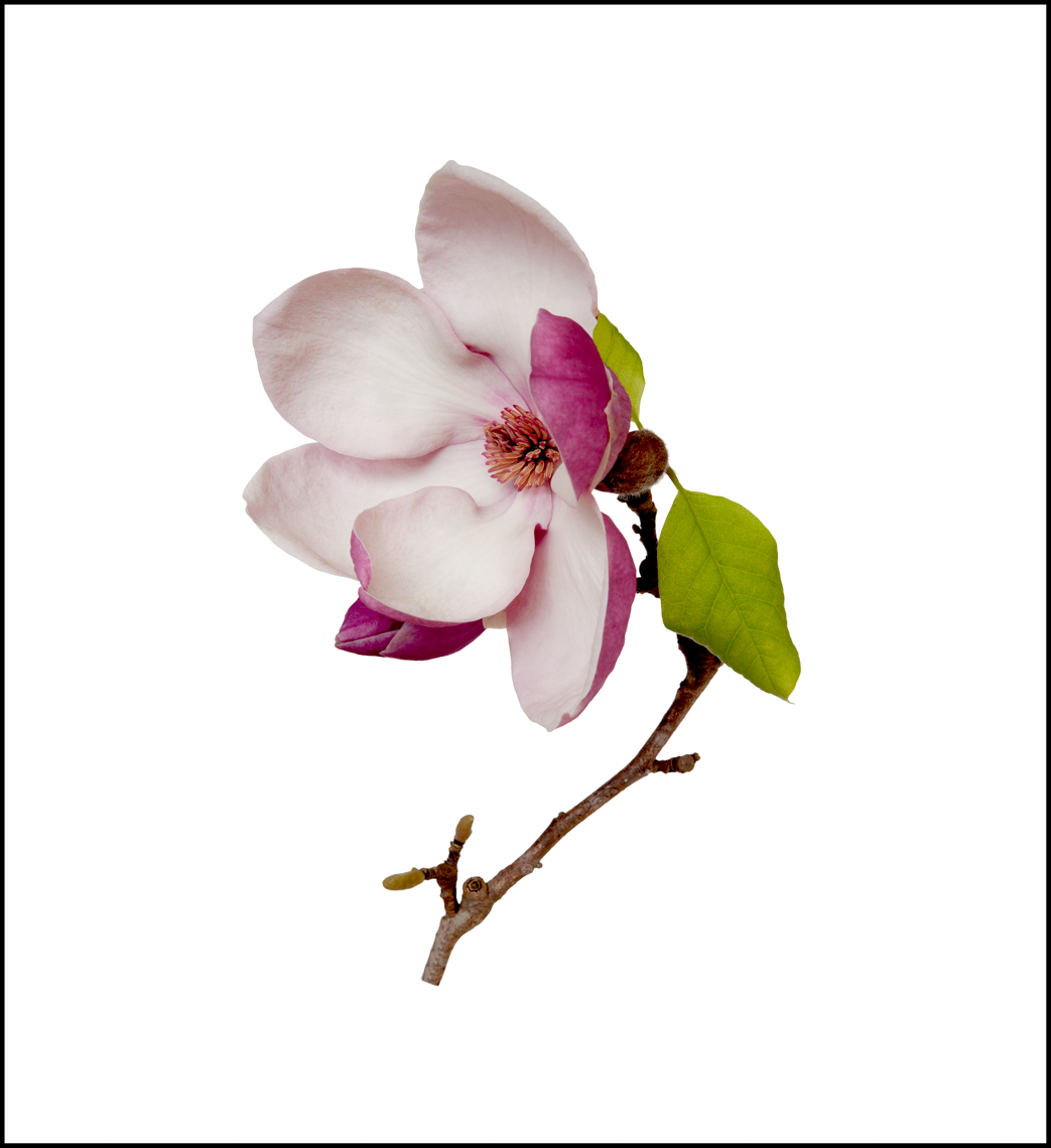 Pink Magnolia  (1166)