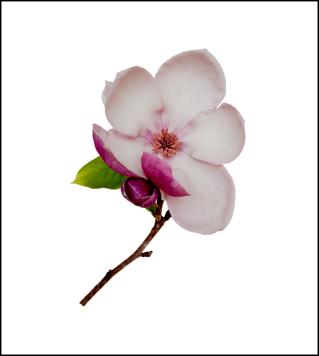 Pink Magnolia on White (1170)