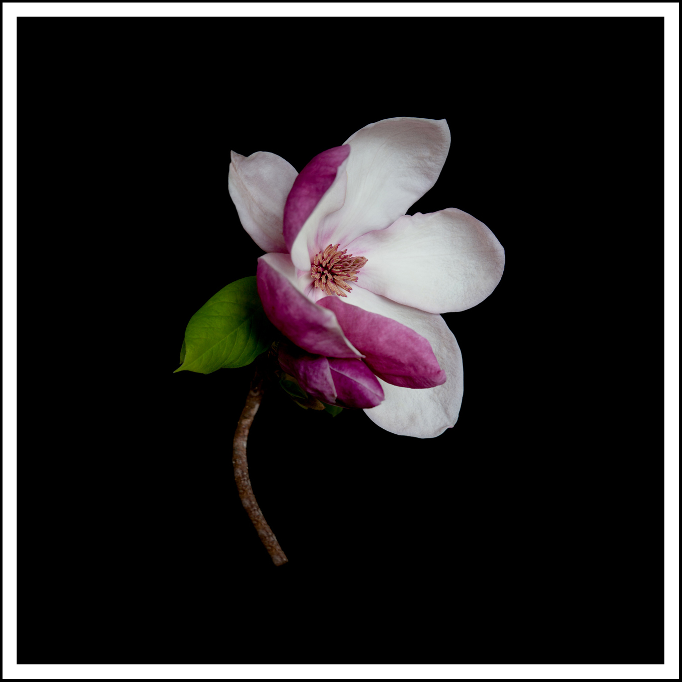 Pink Magnolia on Black  (1237)