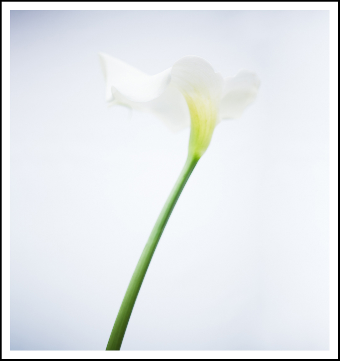 Arum Lily (on white)   (2710)