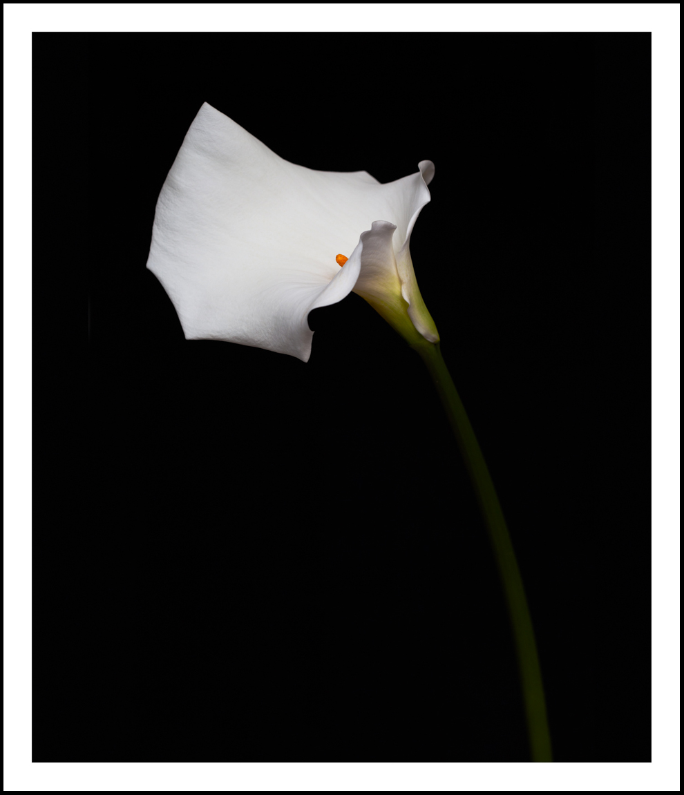 Arum Lily  (on black)    (2767)