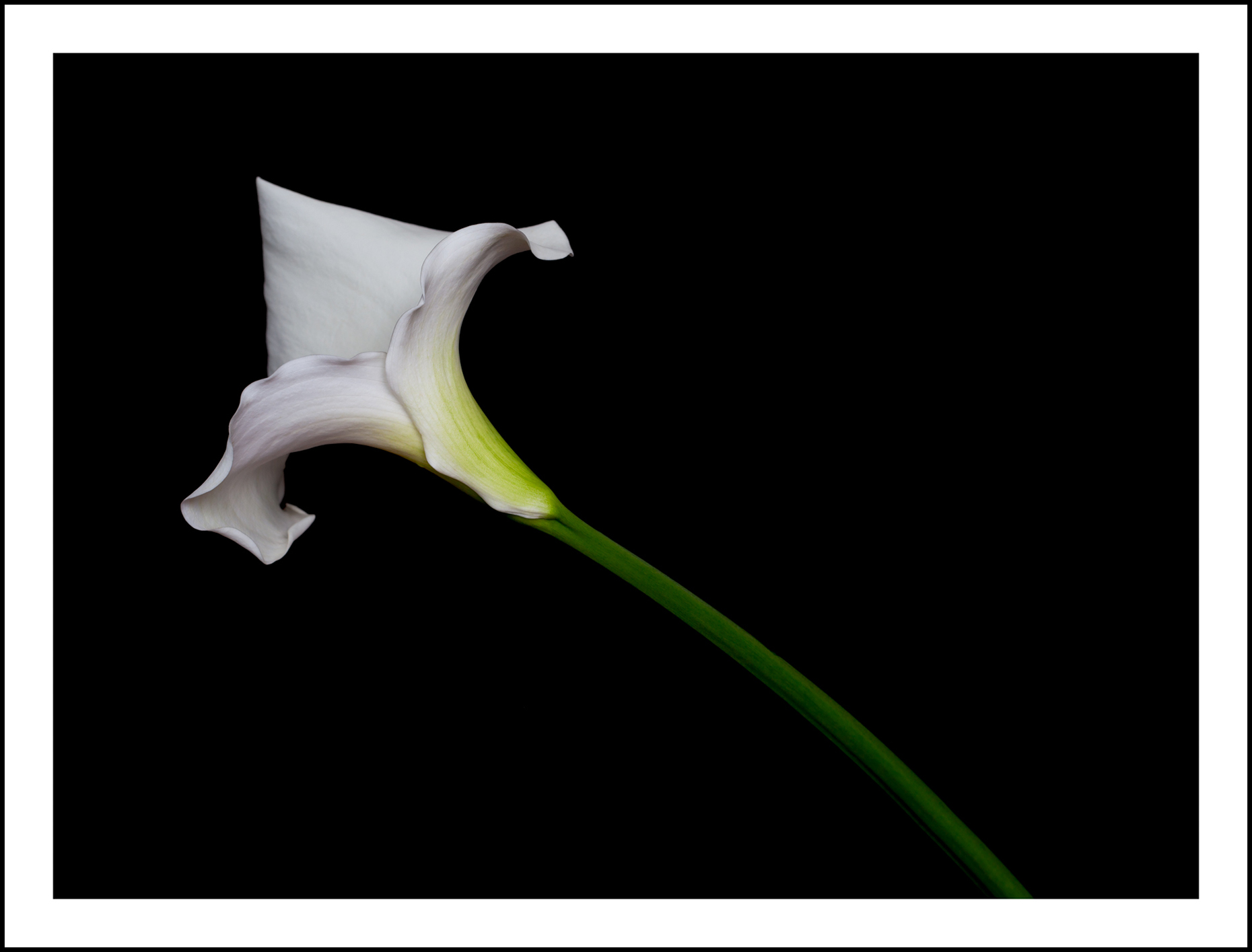 Arum Lily (2784) 