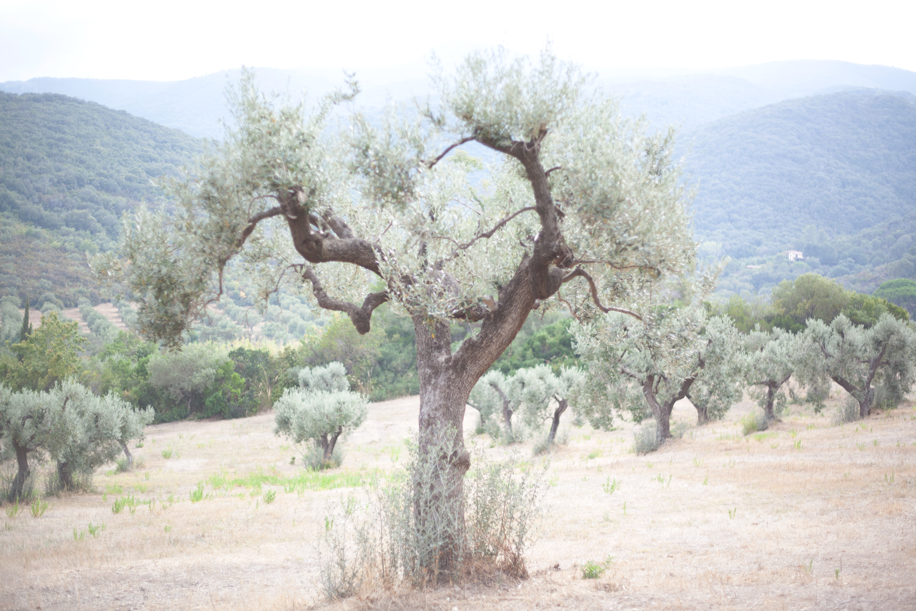 Olive Tree, Porto Ercole