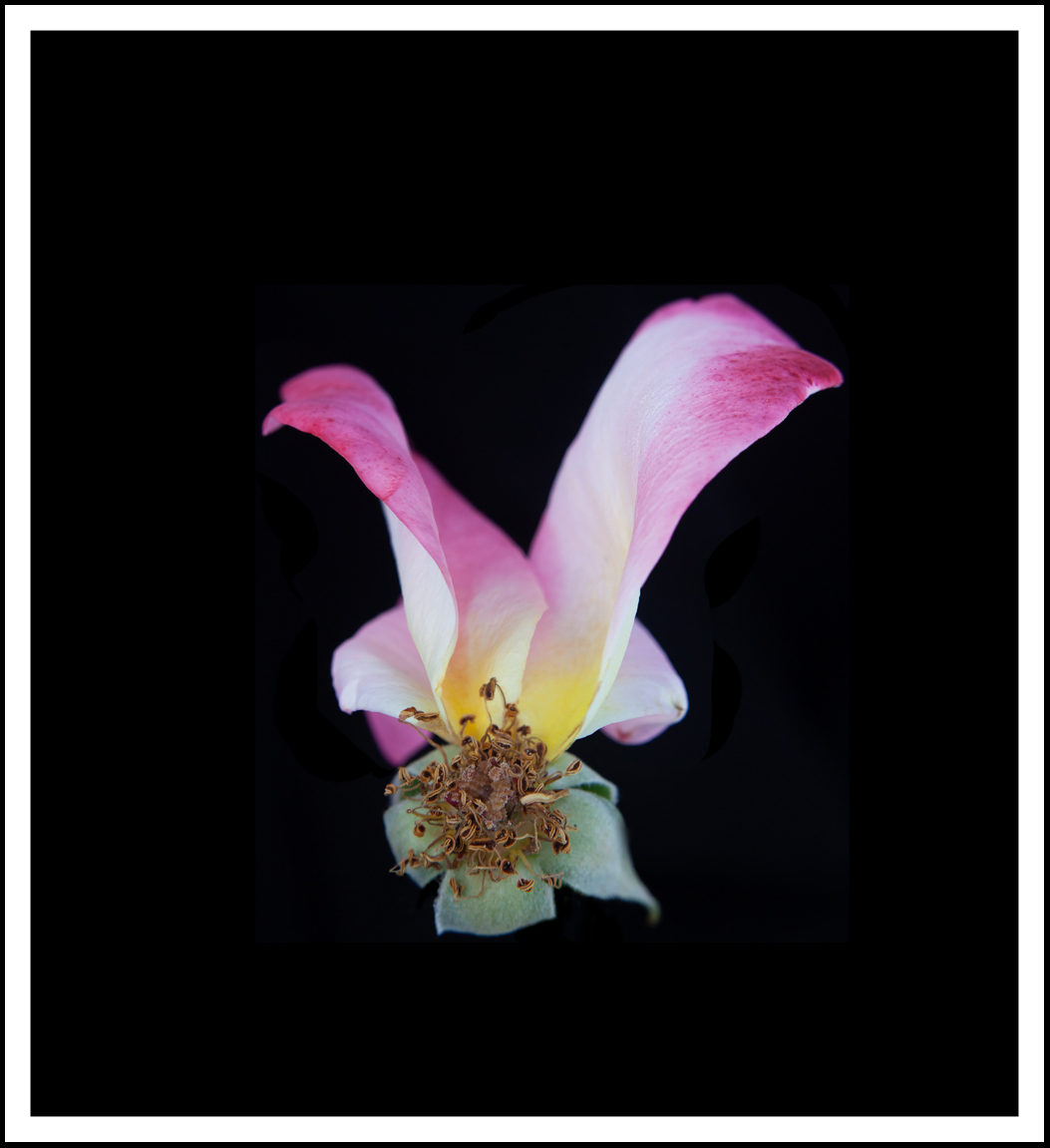 Farfalla Rosa  (8583)