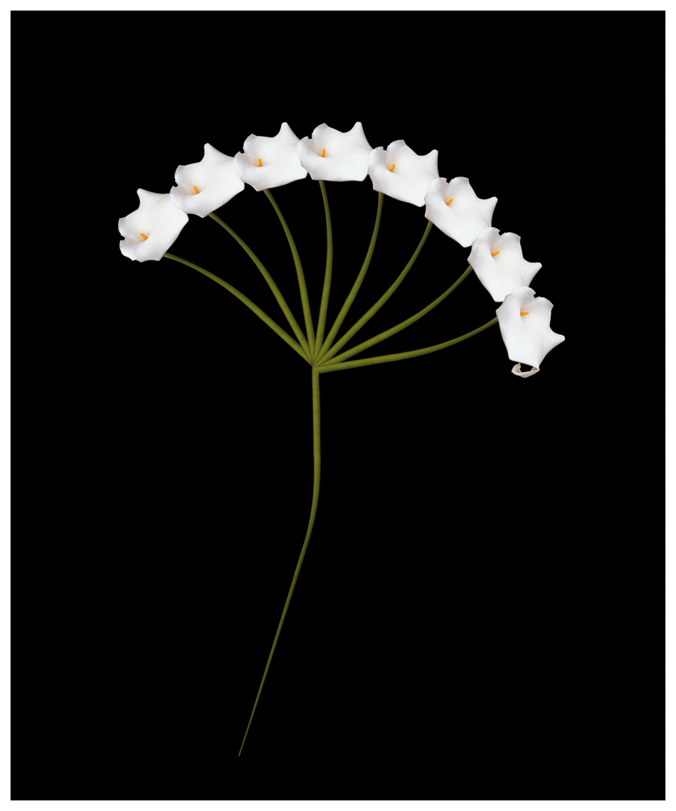 Lily_Spiked_I-Edit-Edit