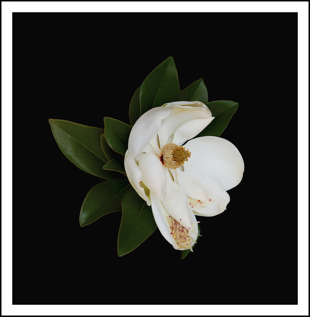 Magnolia Grandiflora (vi)   (_20)