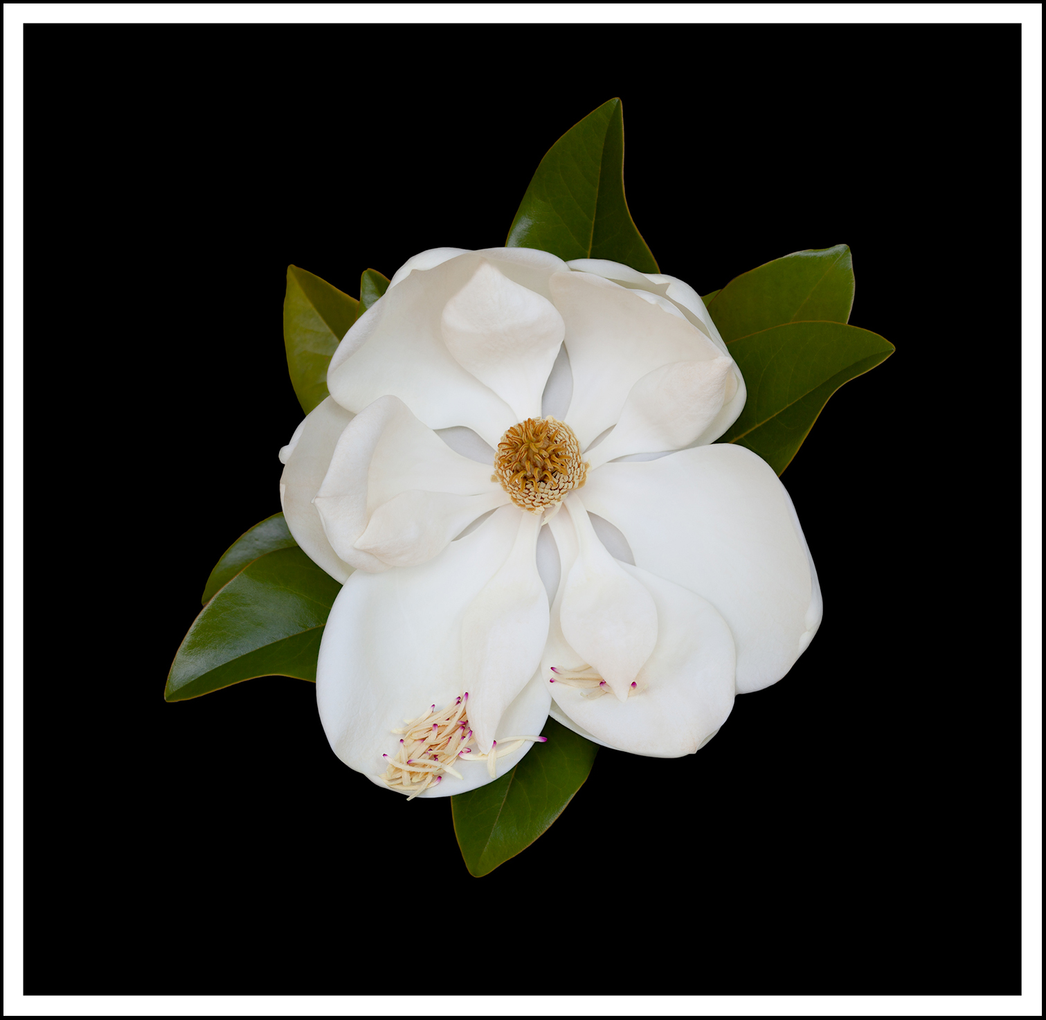 Magnolia Grandiflora (ix)    (II-2)