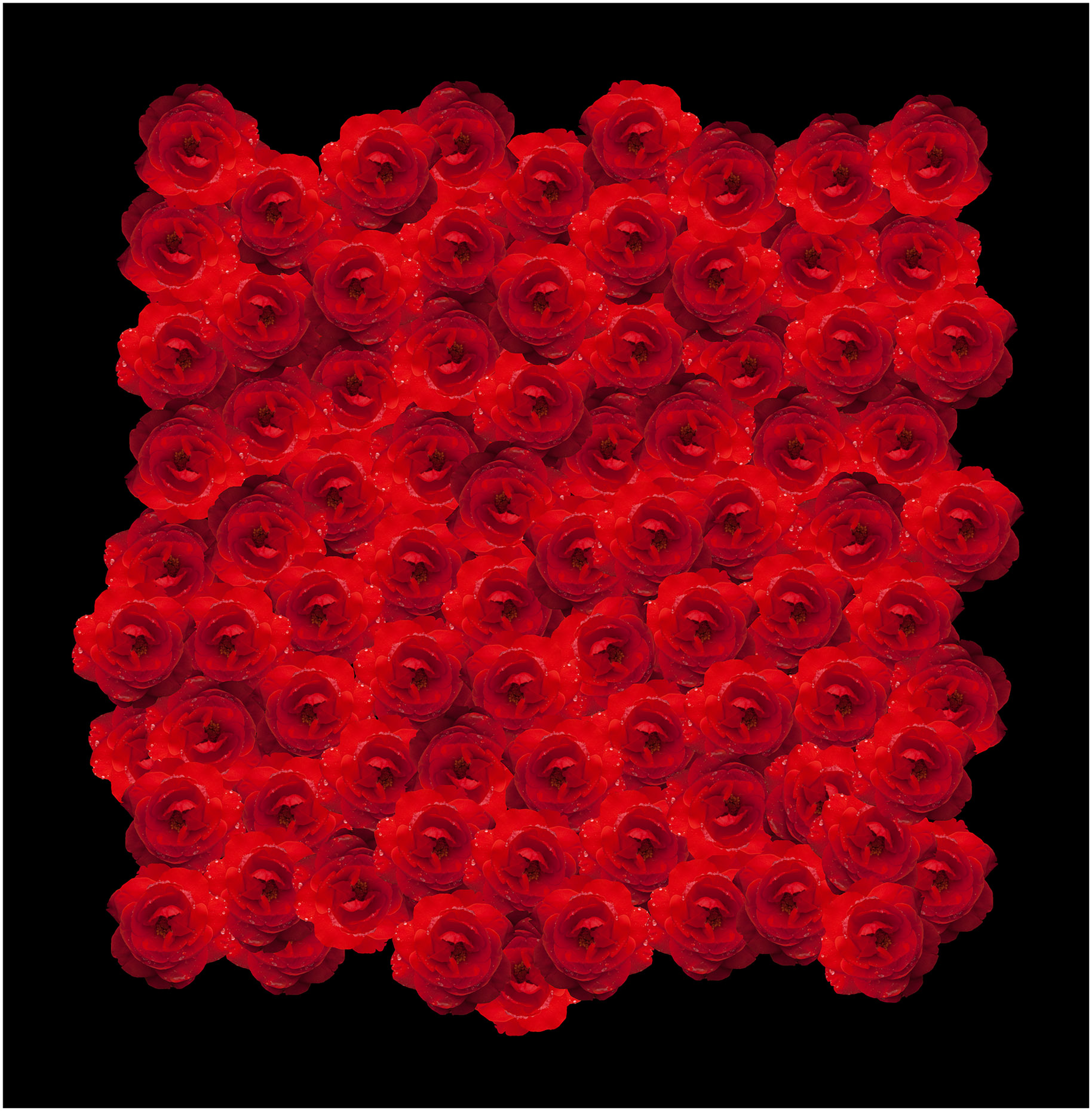 Red_Roses_border