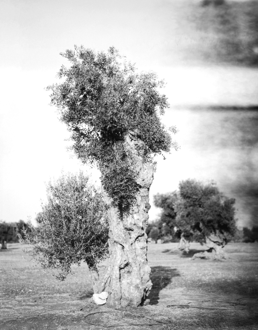 Puglia Olive Tree