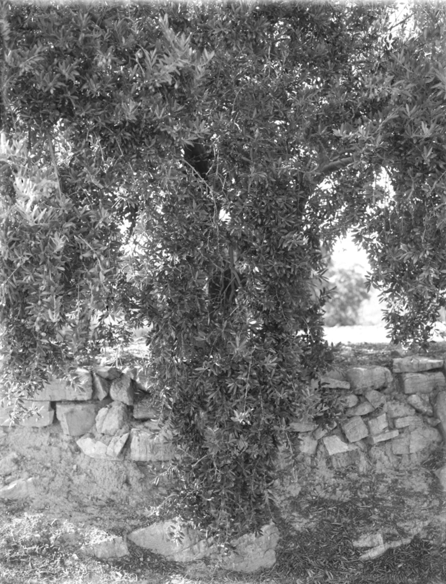 Iznájar Tree and Wall, Andalucia