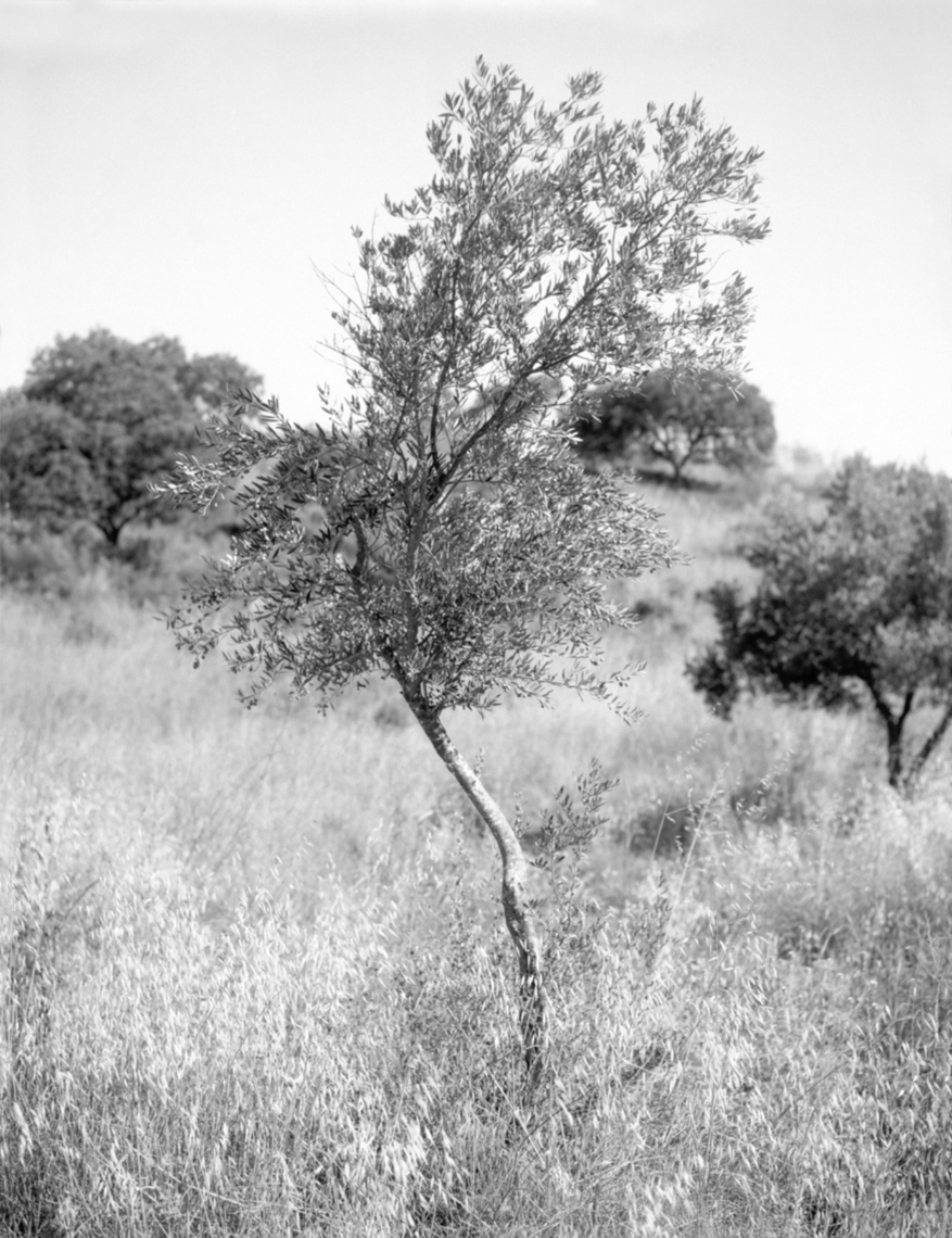 Malaga Olive Tree