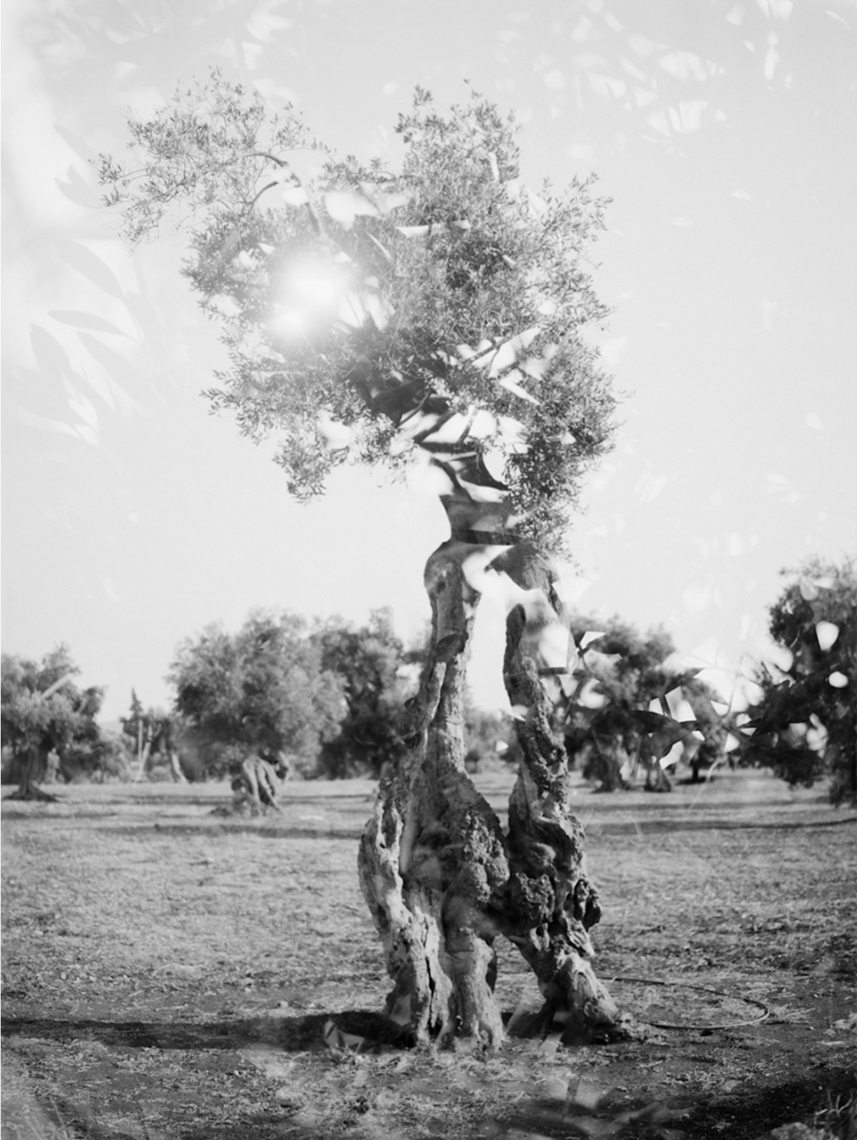 Puglia Olive Tree ii